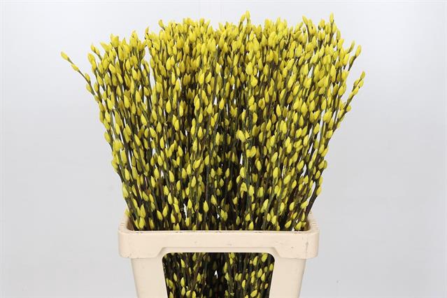 <h4>Salix paint pussy willow yellow</h4>