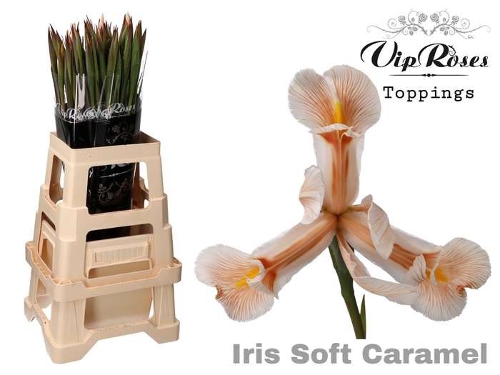 <h4>Iris paint soft caramel</h4>