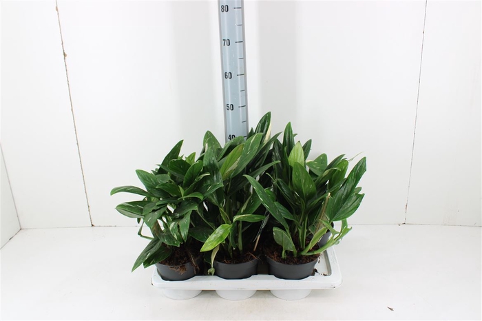 <h4>Philodendron Cobra P17</h4>