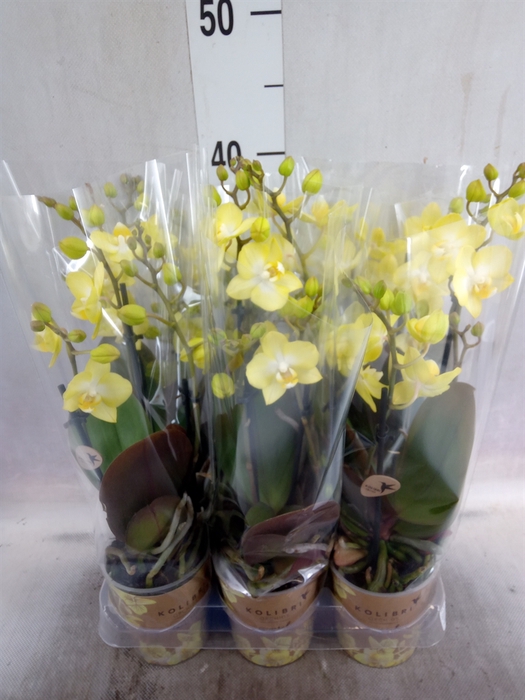 Phalaenopsis multi. 'FC SunnyShore'