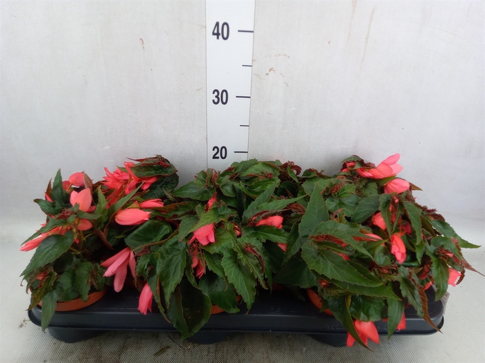 <h4>Begonia tuber. 'Tenella Scarlet'</h4>