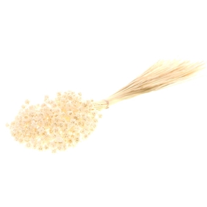 DRIED FLOWERS - HILL FLOWER 100GR BLEACHED WHITE