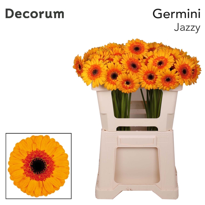 <h4>Germini Jazzy Water</h4>