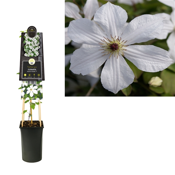 <h4>Clematis 'Forever Friends' PBR +3.0 label</h4>