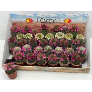 Cactus Flowering 6,5Ø 11cm