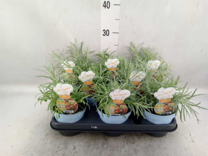 <h4>Helichrysum italicum</h4>