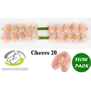 ANTH A CHEERS 20 Flow Pack