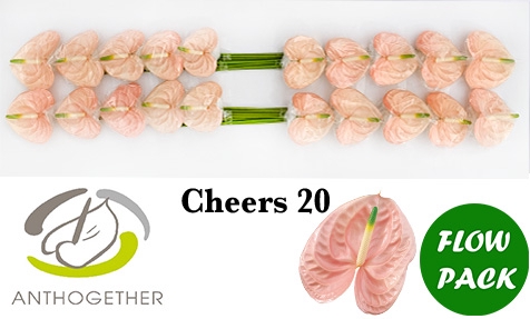 ANTH A CHEERS 20 Flow Pack