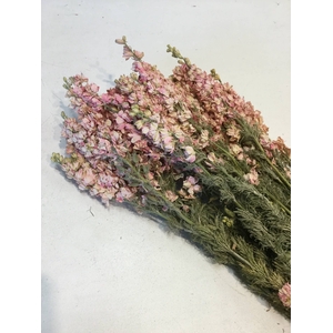 DRIED FLOWERS - DELPHINIUM PINK