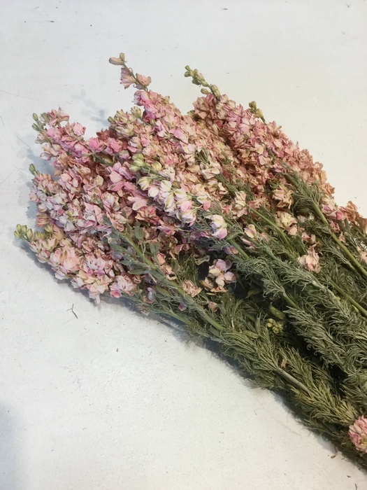 DRIED FLOWERS - DELPHINIUM PINK