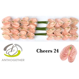 ANTH A CHEERS 24 smart pack