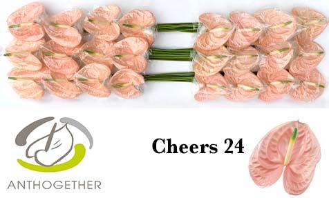 <h4>ANTH A CHEERS 24 smart pack</h4>