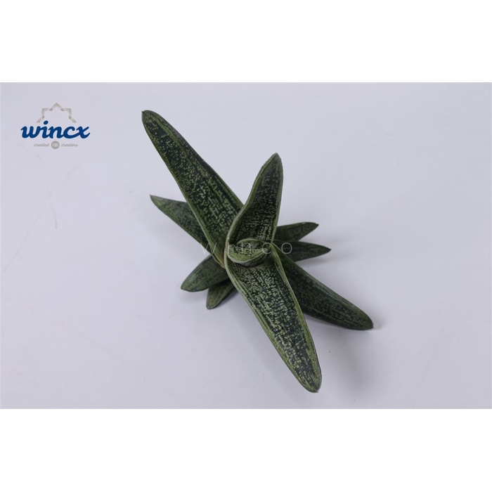 <h4>Haworthia Little Warthi Cutflower Wincx-8cm</h4>