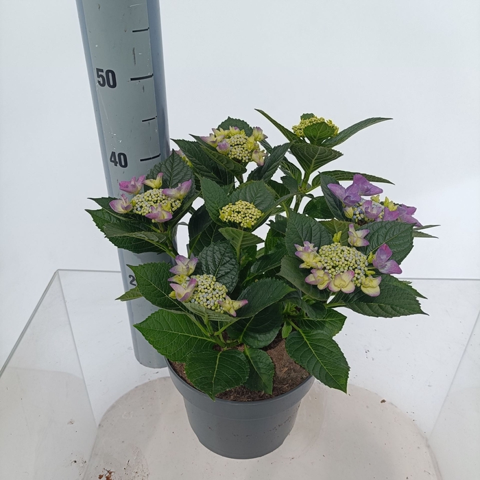 <h4>Hydrangea macr. macrophylla (Laceca</h4>