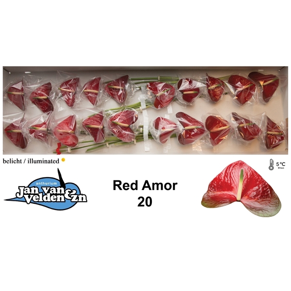 Red Amor 20