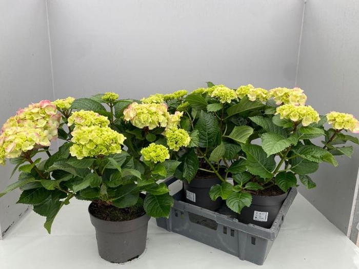 <h4>Hydrangea macr. Rembrandt Dolce Chi</h4>