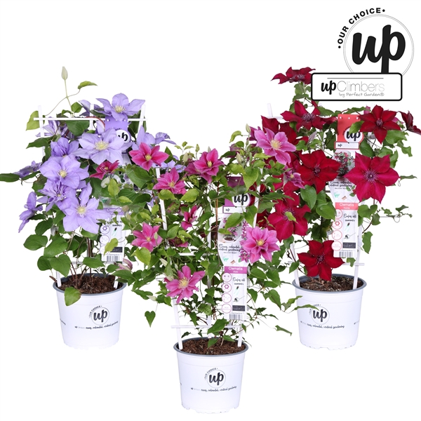 <h4>Clematis Evison Our Choice mix laag P19</h4>