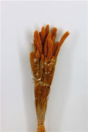 <h4>Dried Setaria Yellow Bunch</h4>