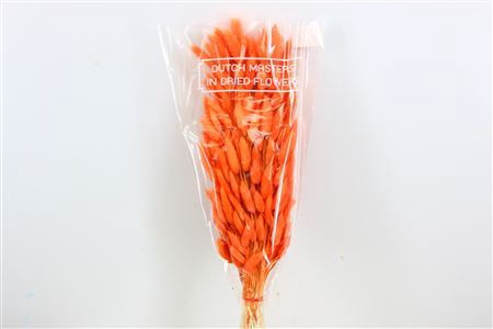 <h4>Dried Lagurus Bunny Tail Bl Orange Bunch</h4>