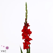Gladiolus la red balance