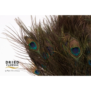 Dried Peacock Feathers