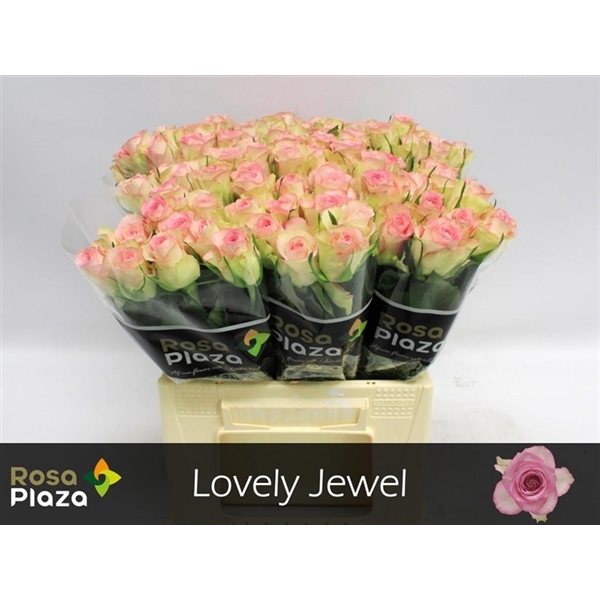 <h4>Rosa la lovely jewel</h4>