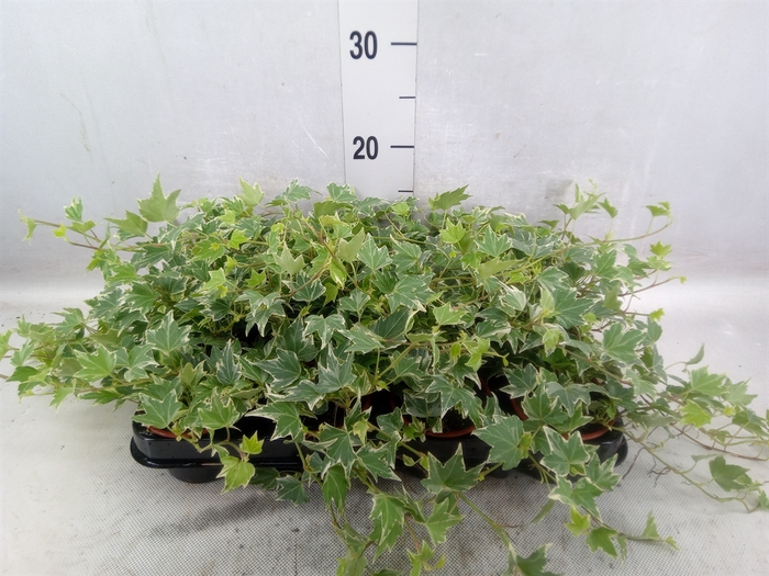 <h4>Hedera helix 'White Ripple'</h4>