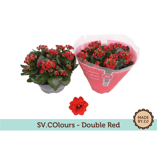 <h4>Kalanchoë Double Red in SV.COloursleeve</h4>