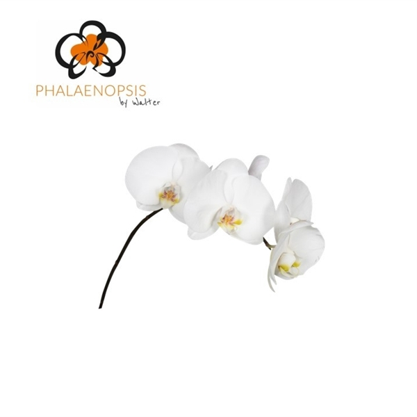 <h4>Phalaenopsis sensation white (per stem)</h4>