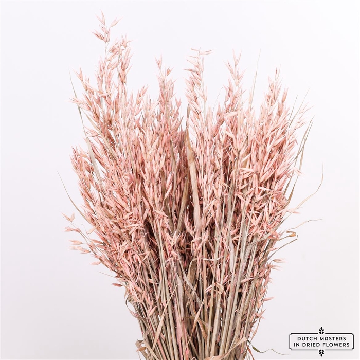 Dried Avena X5 Frosted L. Pink Bunch