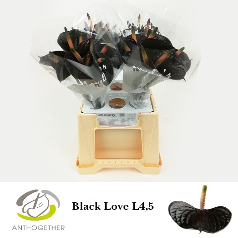 <h4>ANTH BLACK LOVE 40 L4,5</h4>