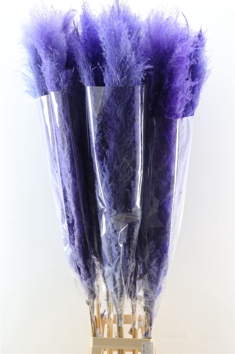 <h4>Dried Cortaderia Dadang Lilac 140cm P Stem</h4>