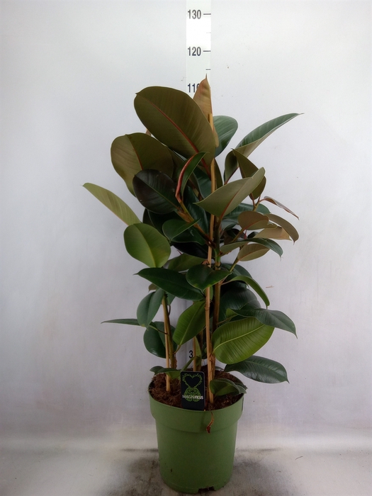 <h4>Ficus elastica 'Robusta'</h4>