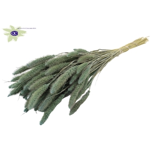Setaria per bunch frosted light blue
