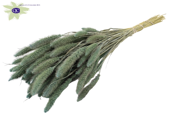 Setaria per bunch frosted light blue