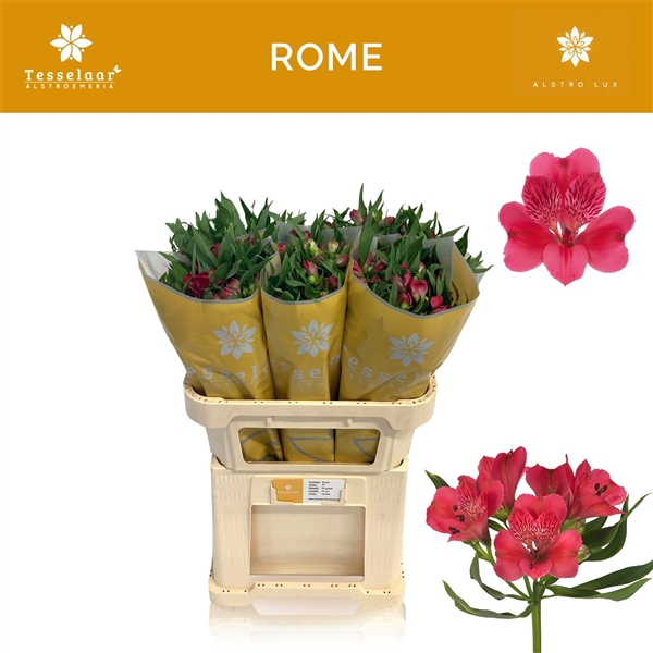 <h4>Alstroemeria Rome 75 gram</h4>