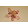 Cymbidium Light Pink 5/7 blooms p/s