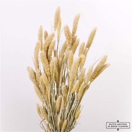 <h4>Dried Setaria Frosted White Bunch</h4>
