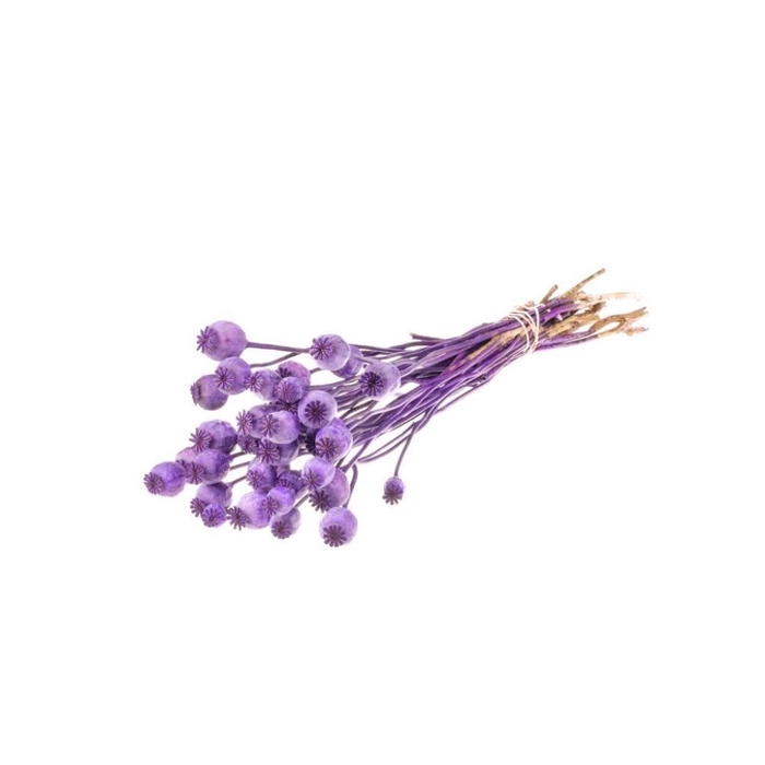 <h4>Papaver SB purple</h4>