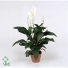 Spathiphyllum Sweet Silvana P24
