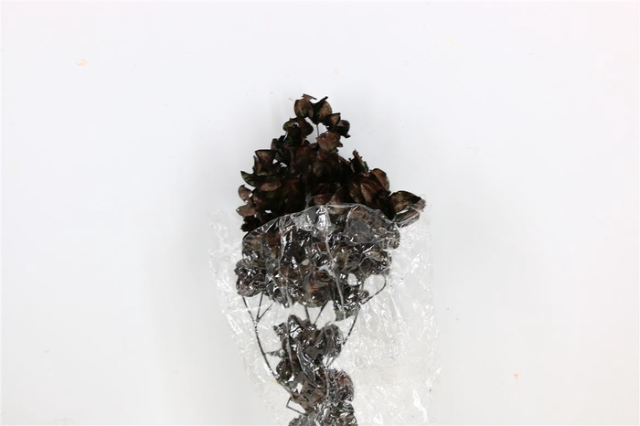 <h4>Dried Bougainvillea 55cm Black Bunch X5</h4>