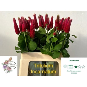 Trifolium purpureum