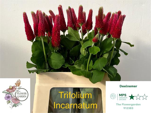 <h4>Trifolium purpureum</h4>