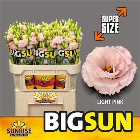 <h4>Eus G Alissa Ligh Pi (Big Sun)</h4>