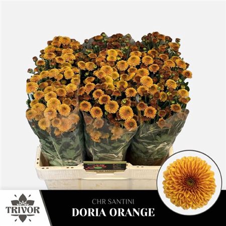 <h4>Chr S Aaa Doria Orange</h4>