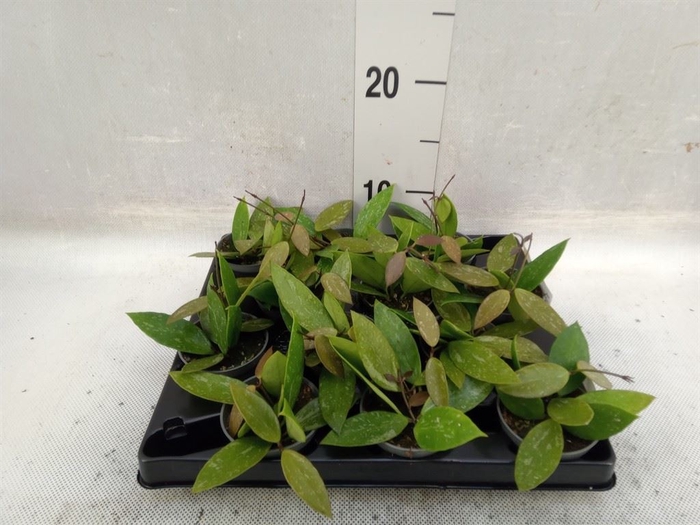 <h4>Hoya australis</h4>