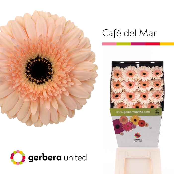 <h4>Gerbera Cafe del Mar Diamond</h4>