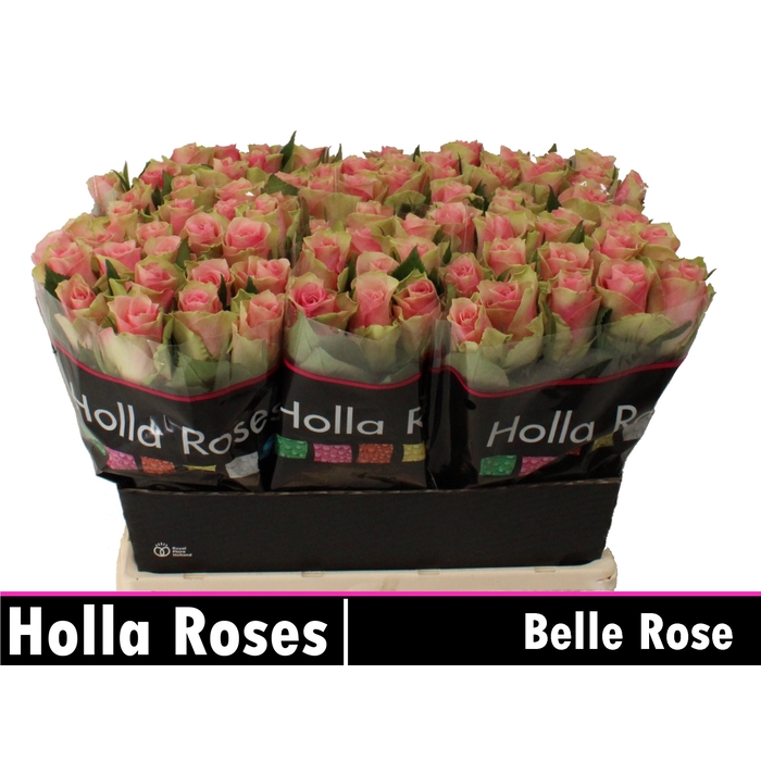 <h4>Belle Rose</h4>