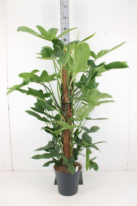 <h4>Philodendron Bippenifolium P24 H120</h4>