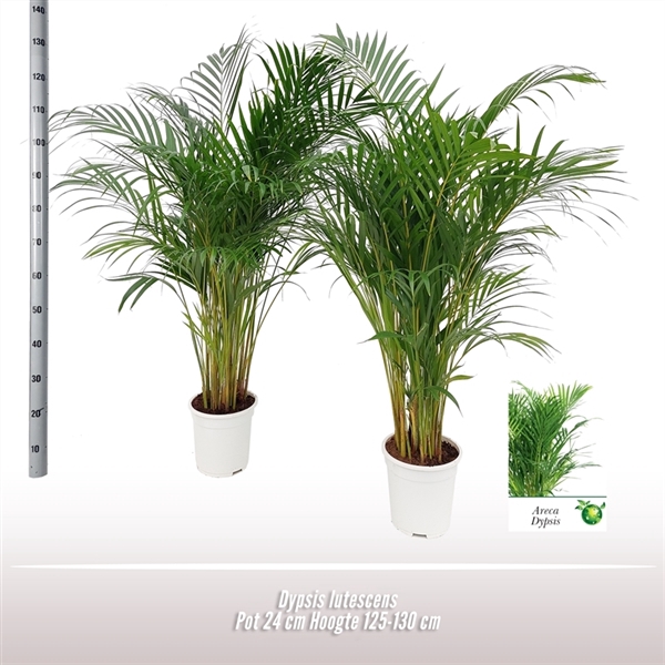 <h4>Dypsis lutescens</h4>